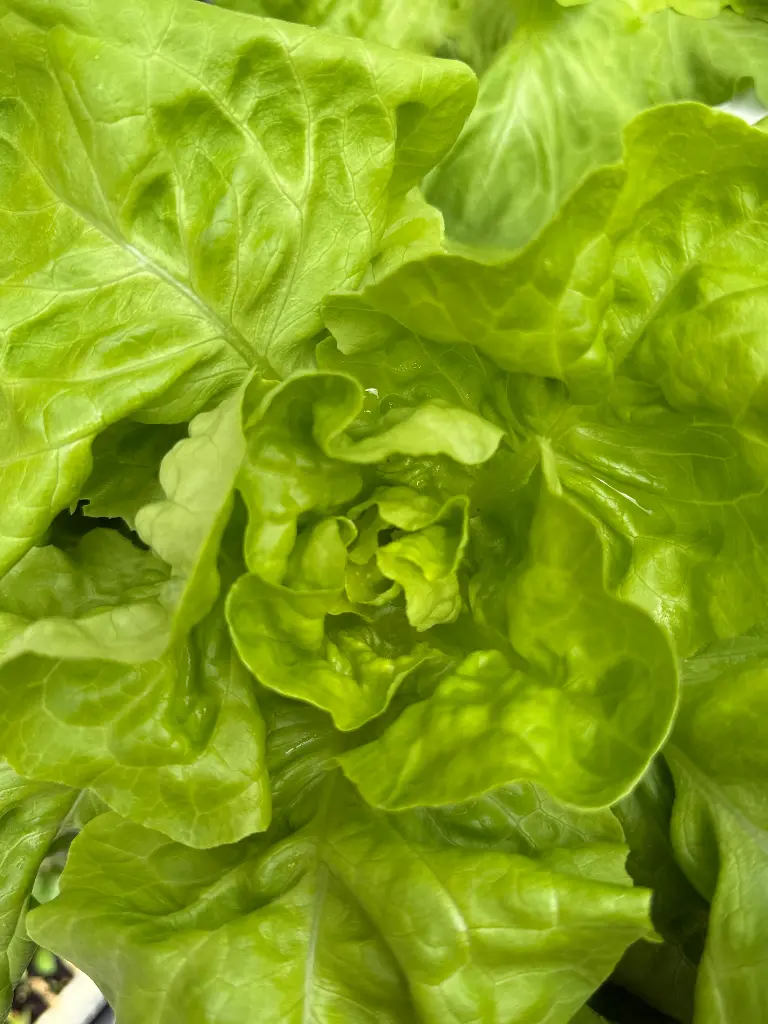 LECHUGA DELICIA