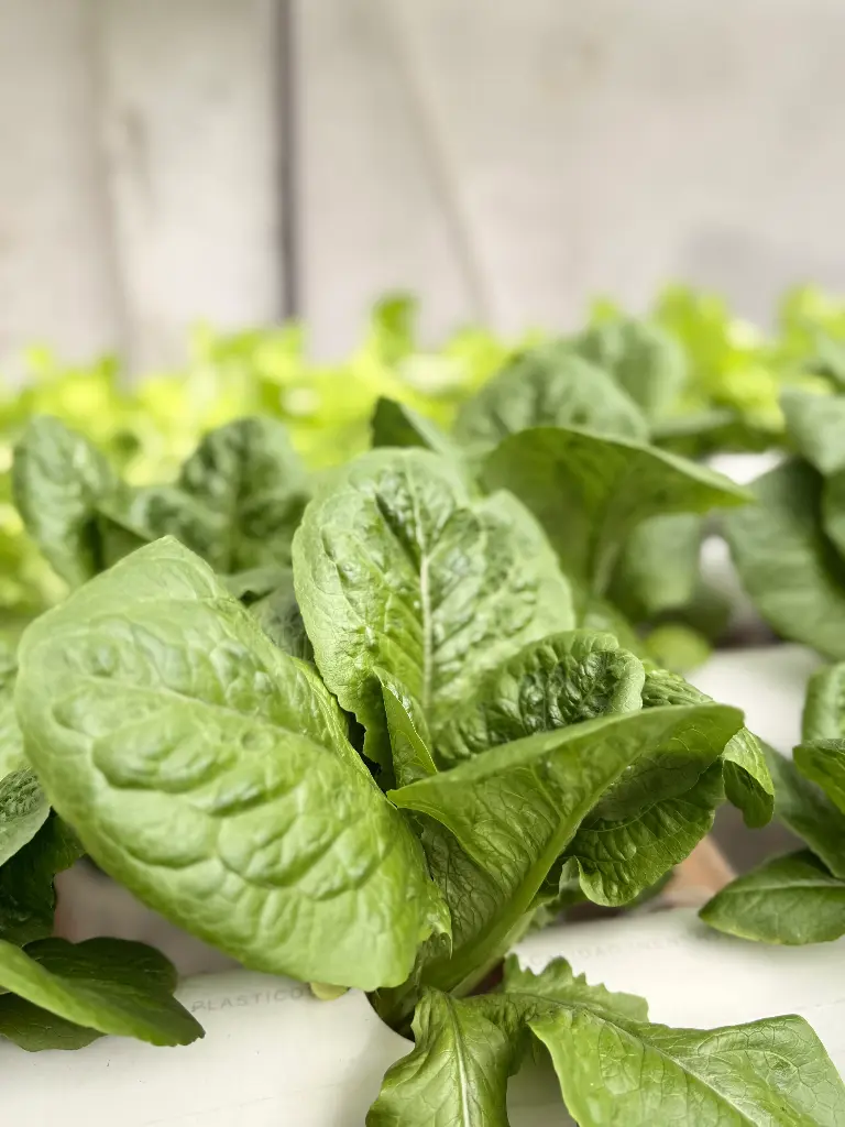 LECHUGA ROMANA 