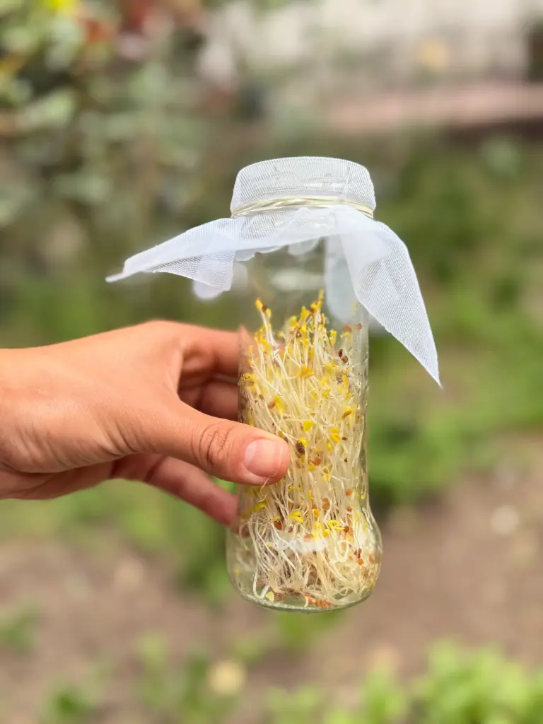 BROTES DE  ALFALFA 