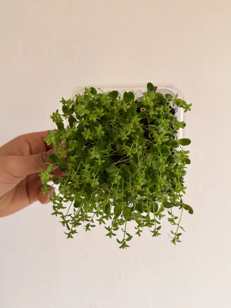 MICROVEGETALES DE LINAZA