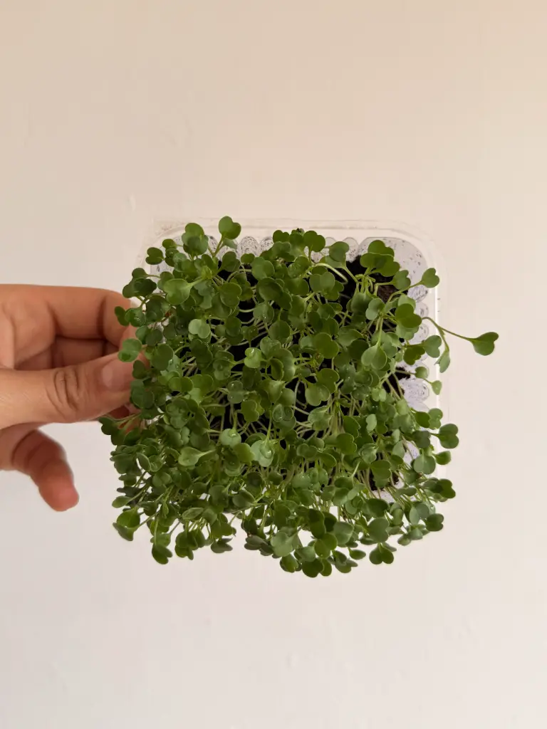Micro vegetal de rúcula 