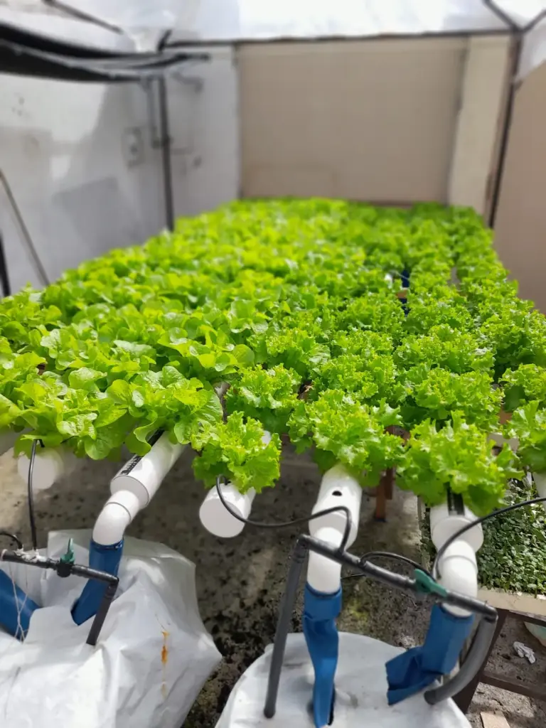 [TIPS] Lechuga Italiana verde 