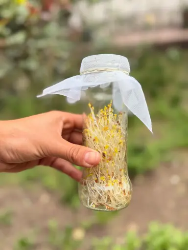 BROTES DE  ALFALFA 