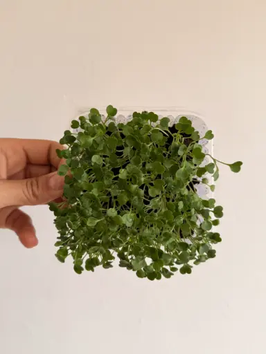 Micro vegetal de rúcula 